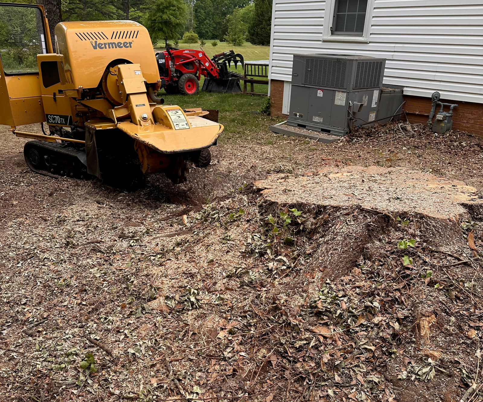 Stump before grinding